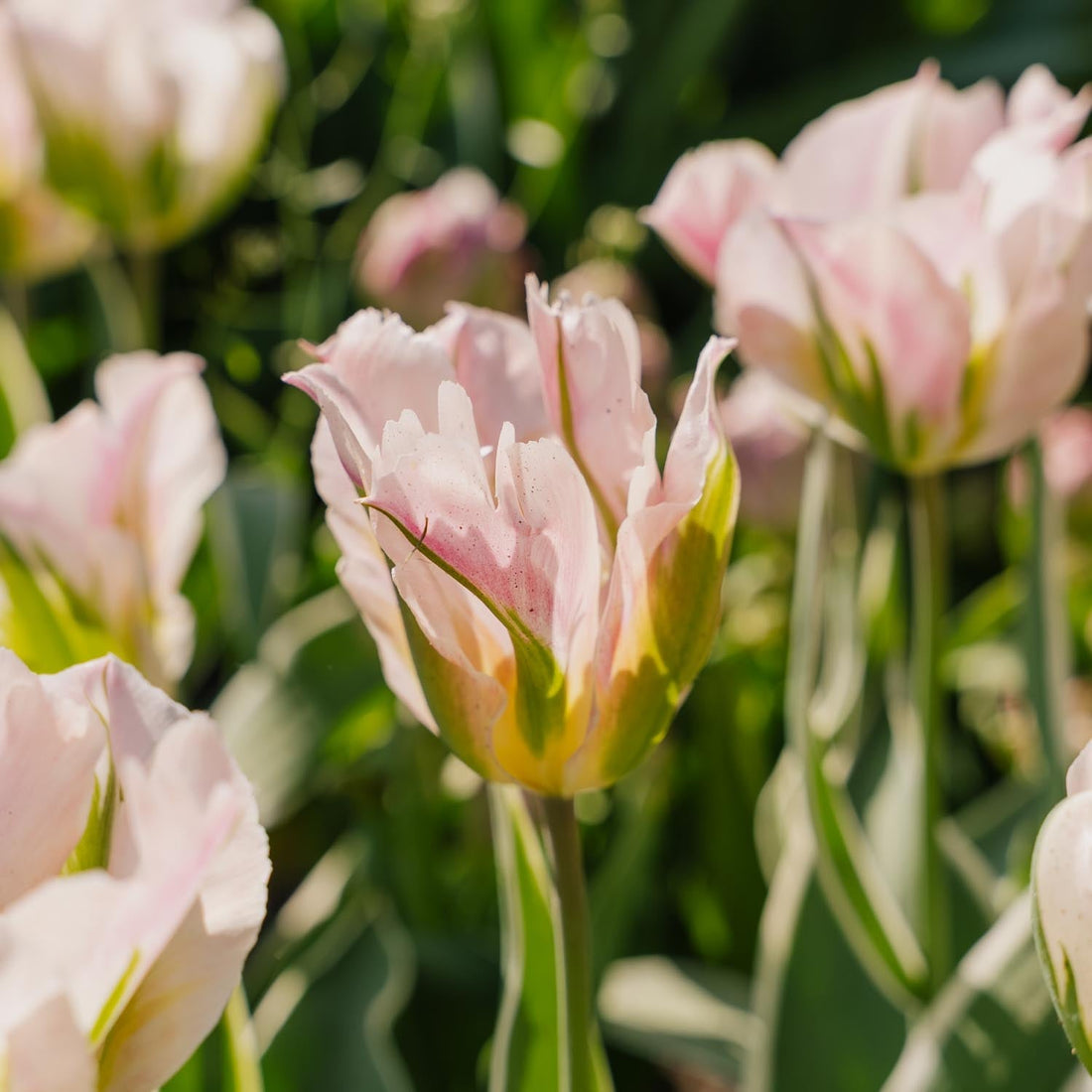 Tulpe 'China Town'