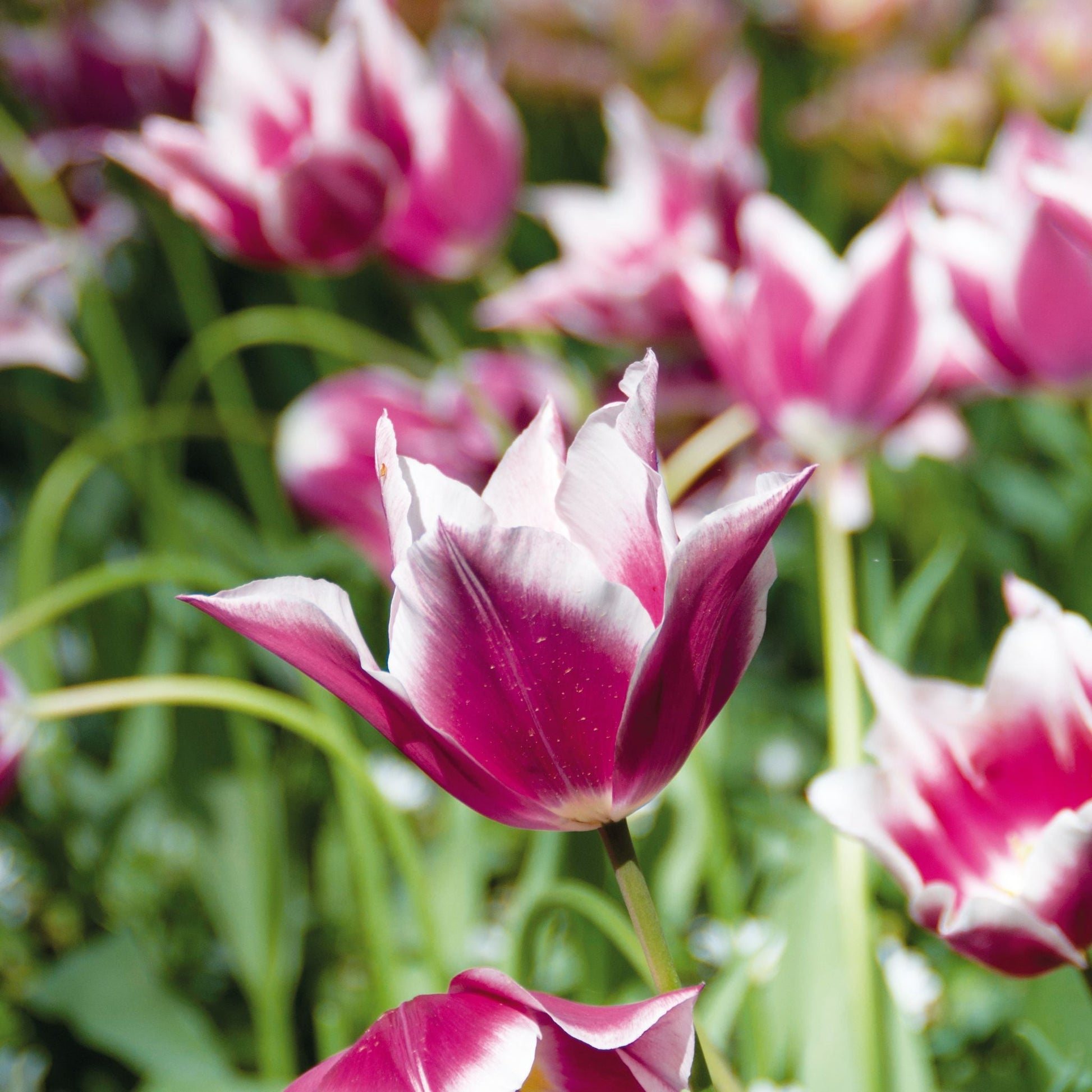 Tulpe 'Claudia'