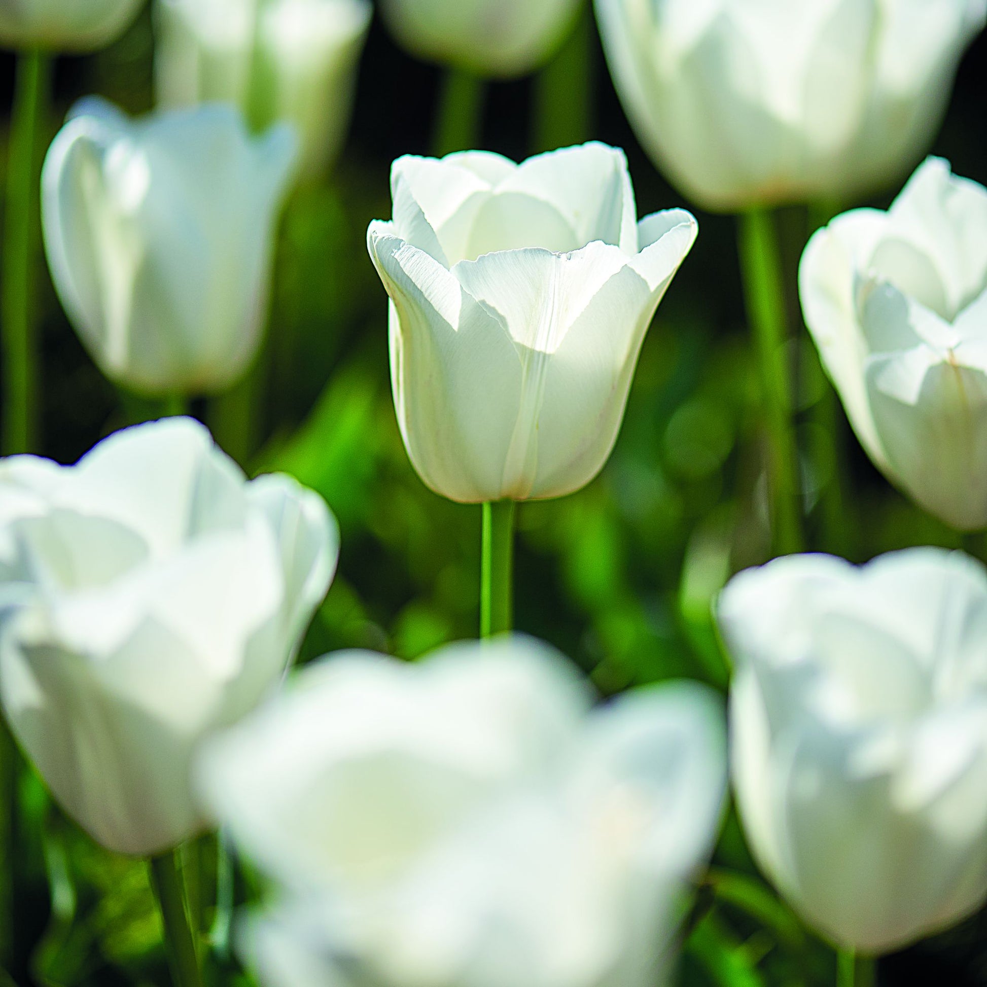 Tulpe 'Clearwater'