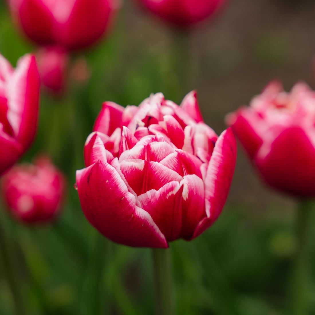 Tulpe 'Columbus'