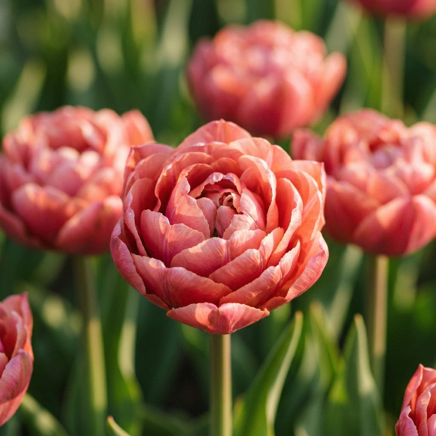 Tulpe 'Copper Image'