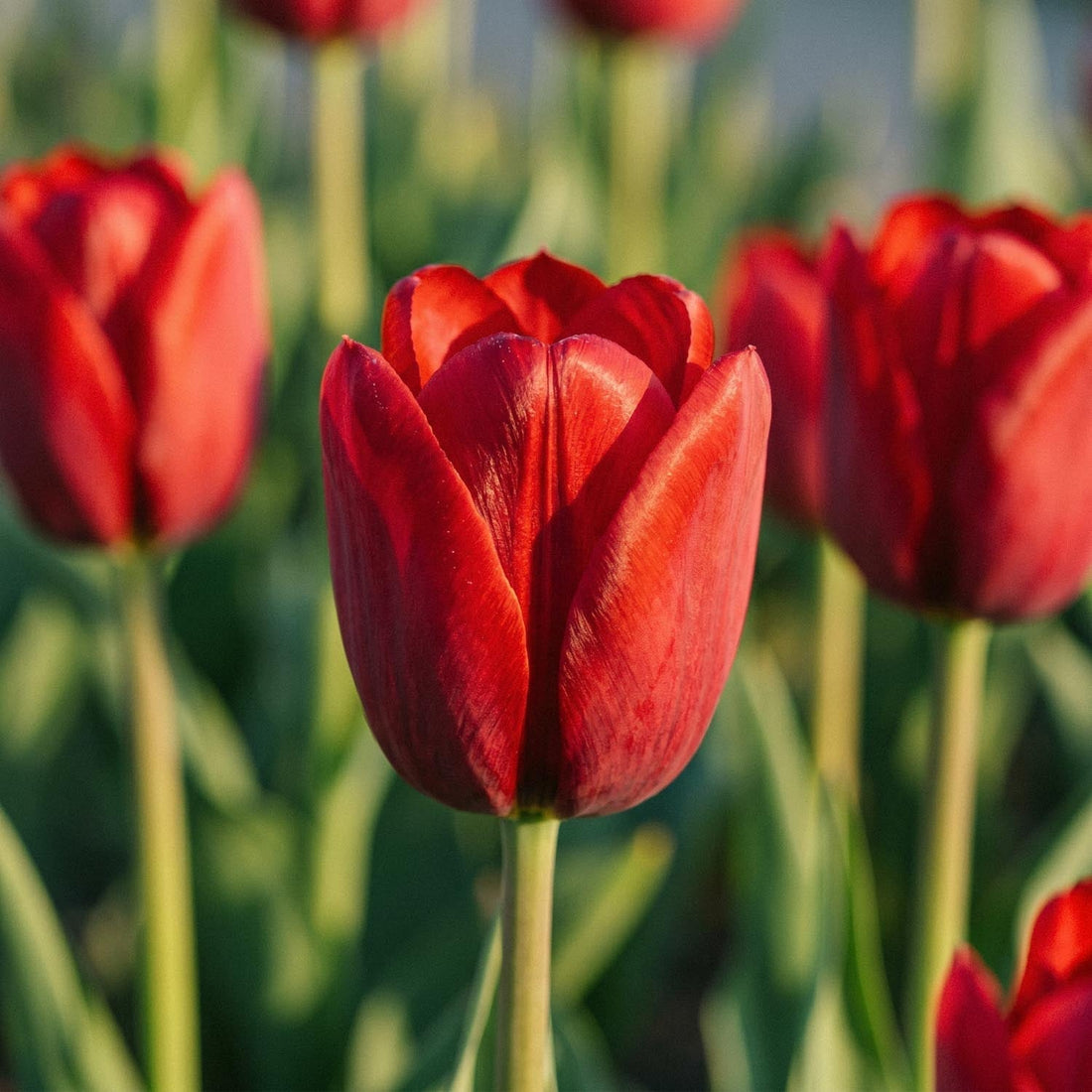 Tulpe 'Couleur Cardinal'