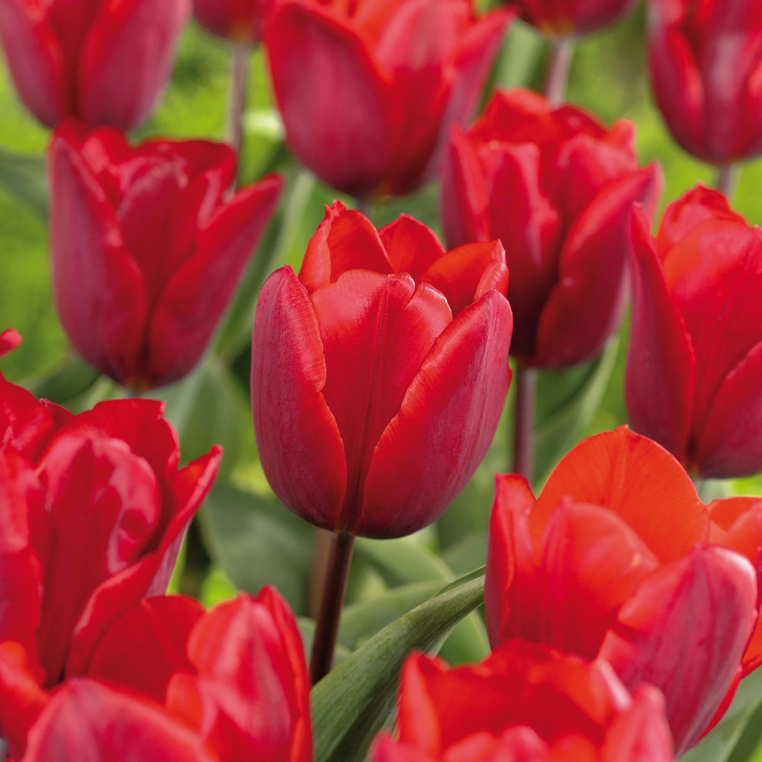 Tulpe 'Couleur Cardinal'