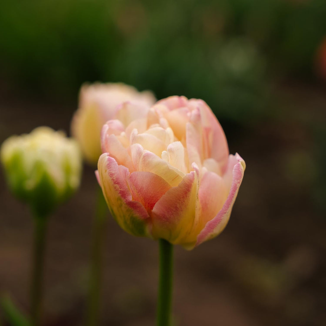 Tulpe 'Creme Upstar'