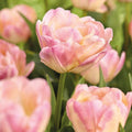 Tulpe 'Creme Upstar'