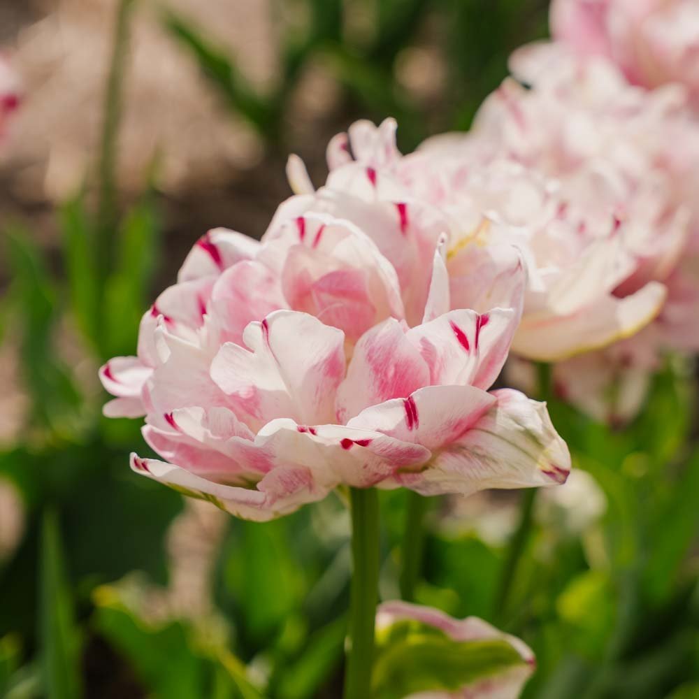 Tulpe 'Danceline'