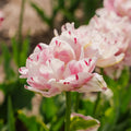 Tulpe 'Danceline'
