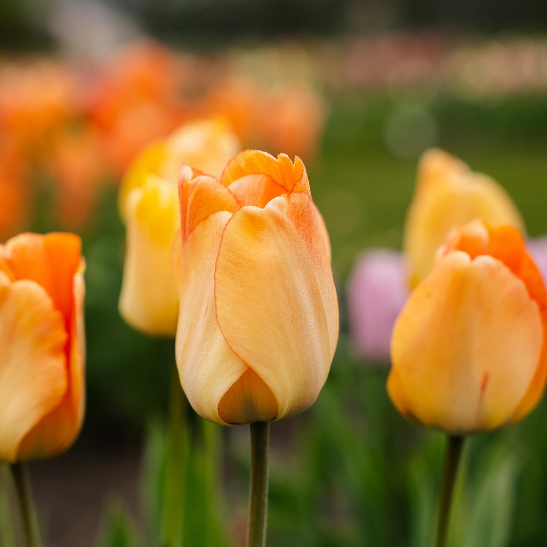Tulpe 'Daydream'