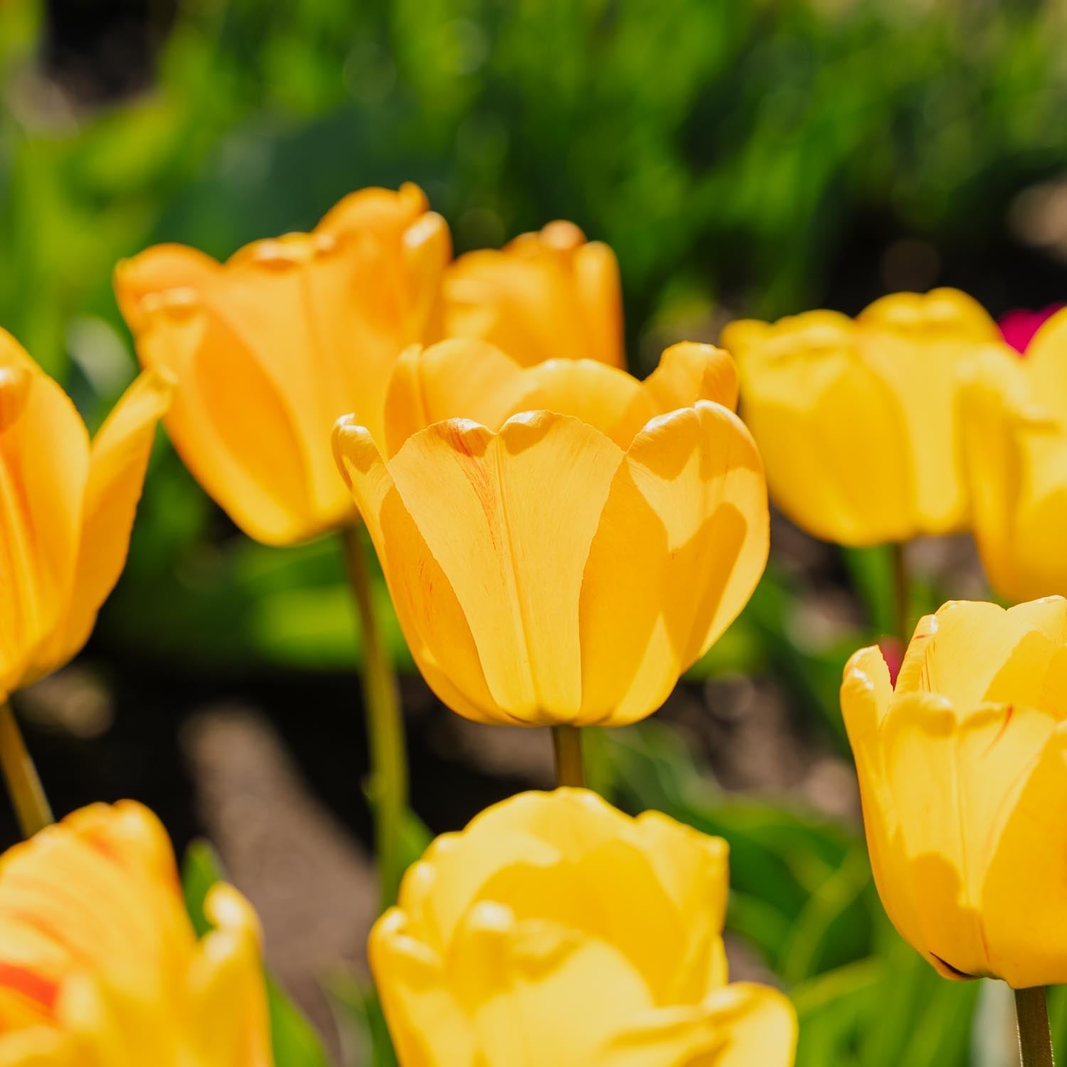 Tulpe 'Daydream'