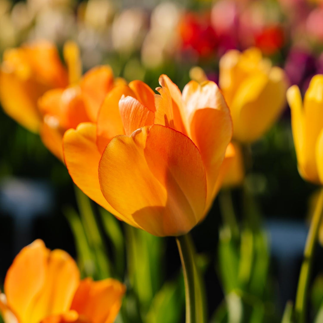 Tulpe 'Daydream'