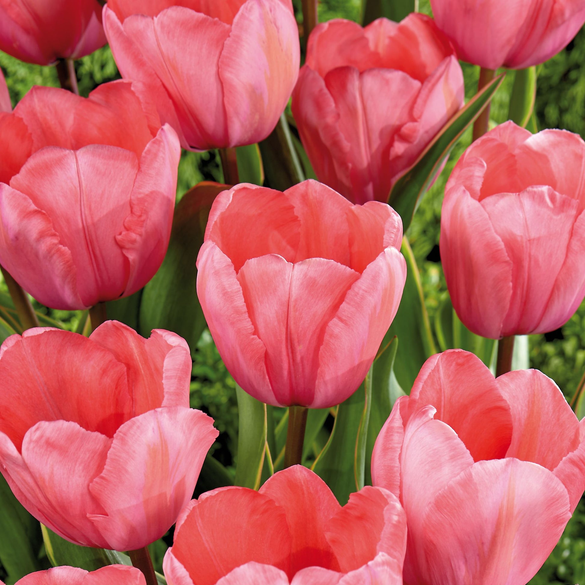 Tulpe 'Design Impression'