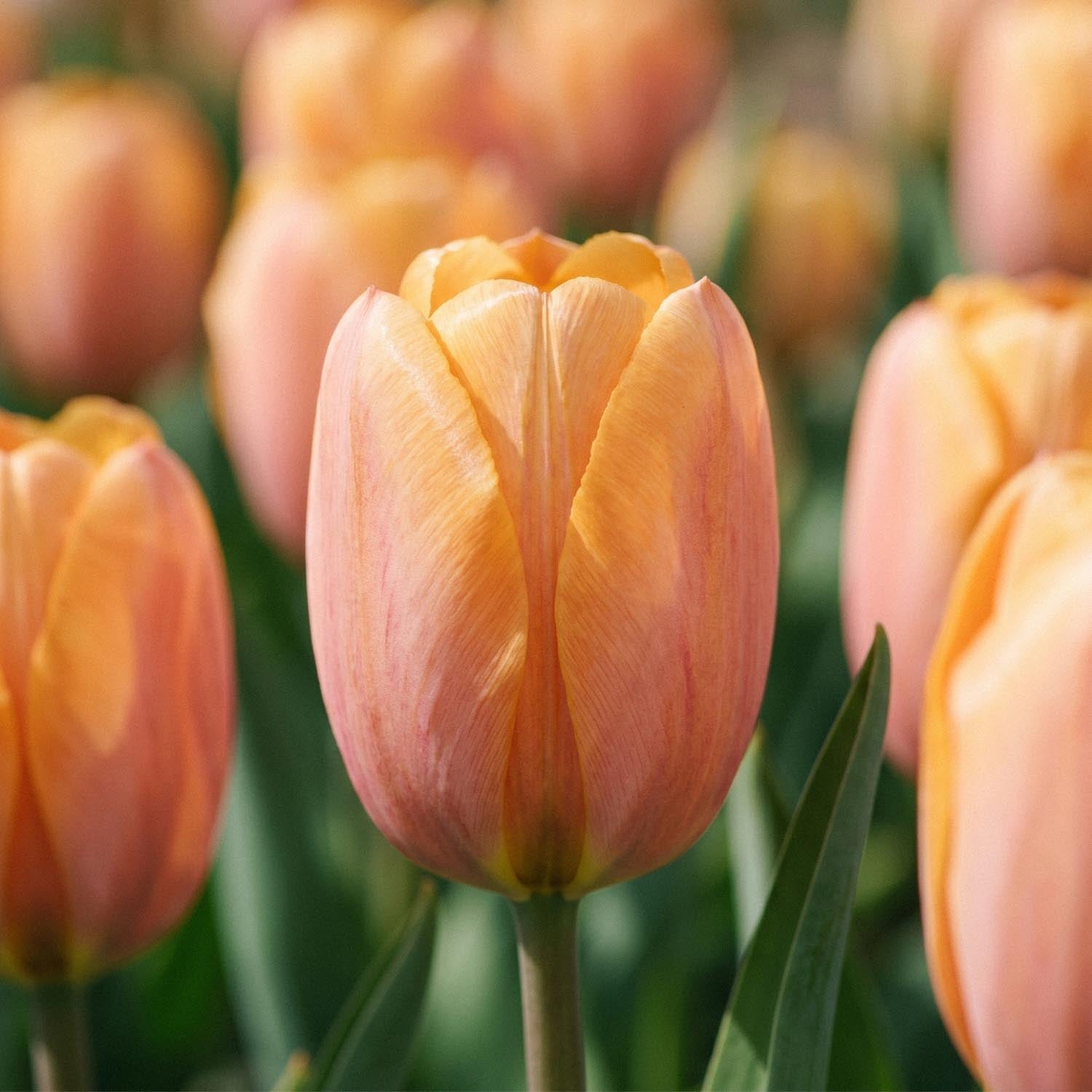 Tulpe 'Dordogne'