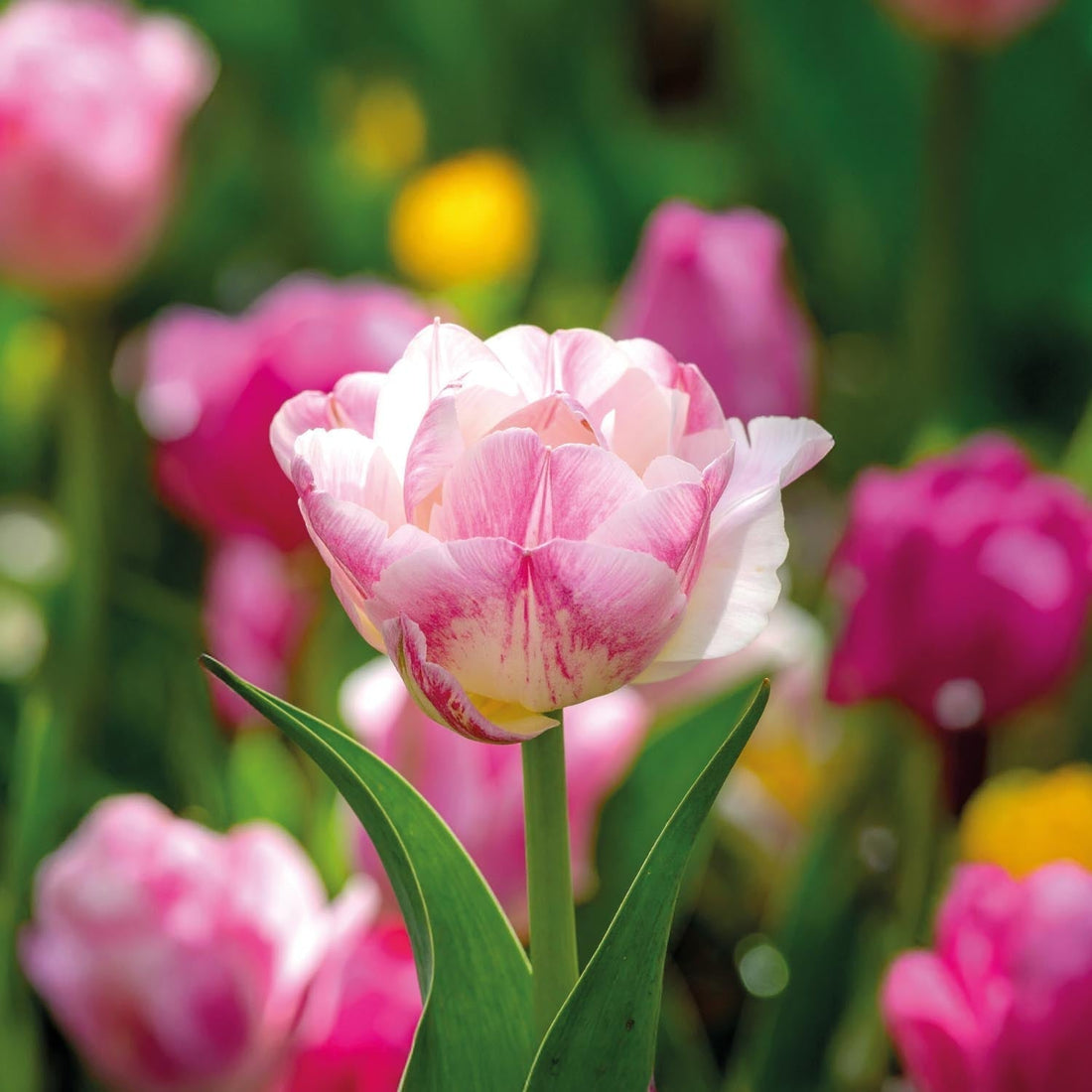 Tulpe 'Double Shake'