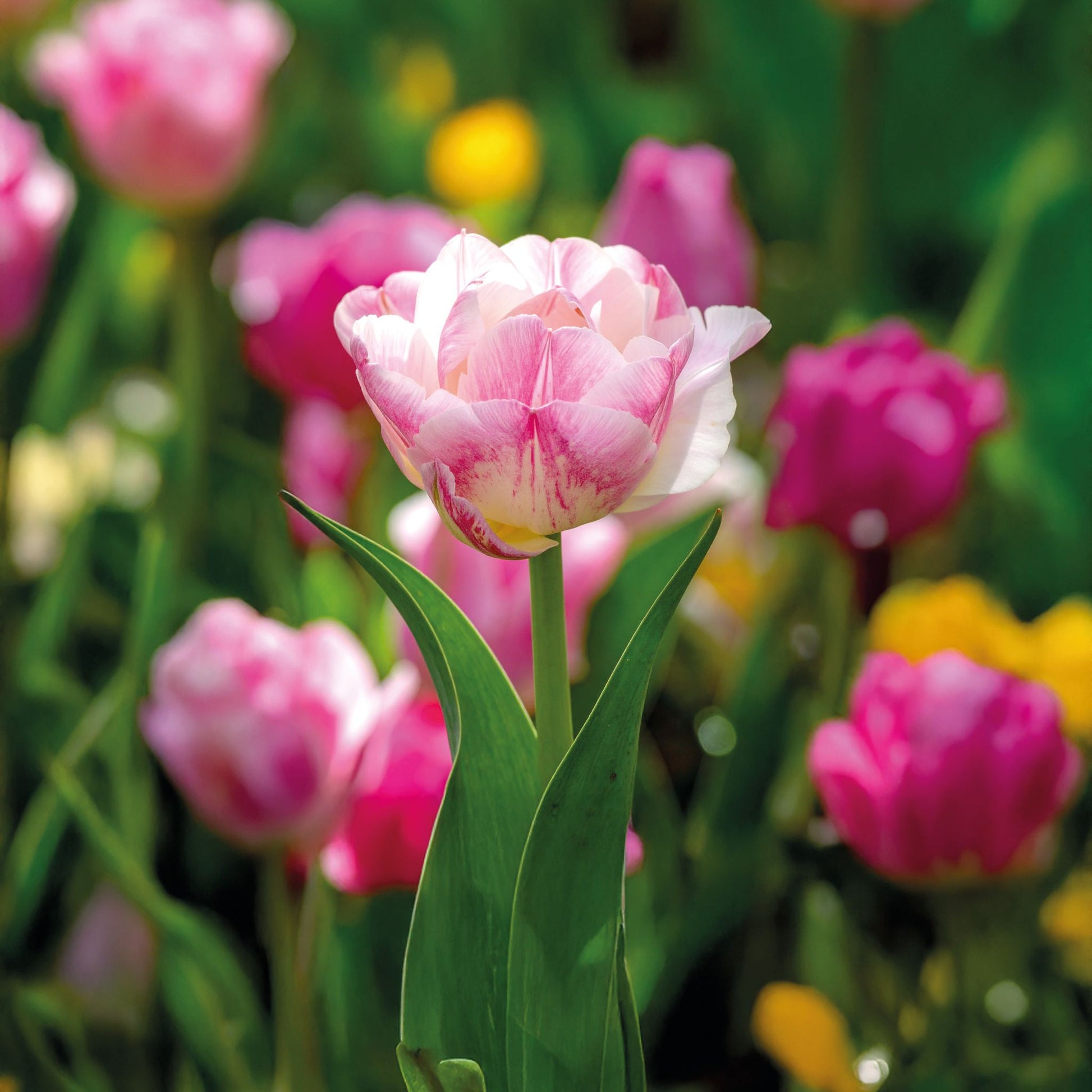 Tulpe 'Double Shake'