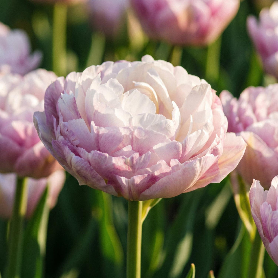 Tulpe 'Double Surprise'