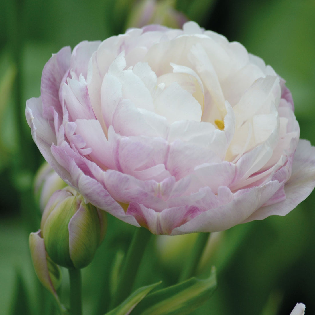 Tulpe 'Double Surprise'