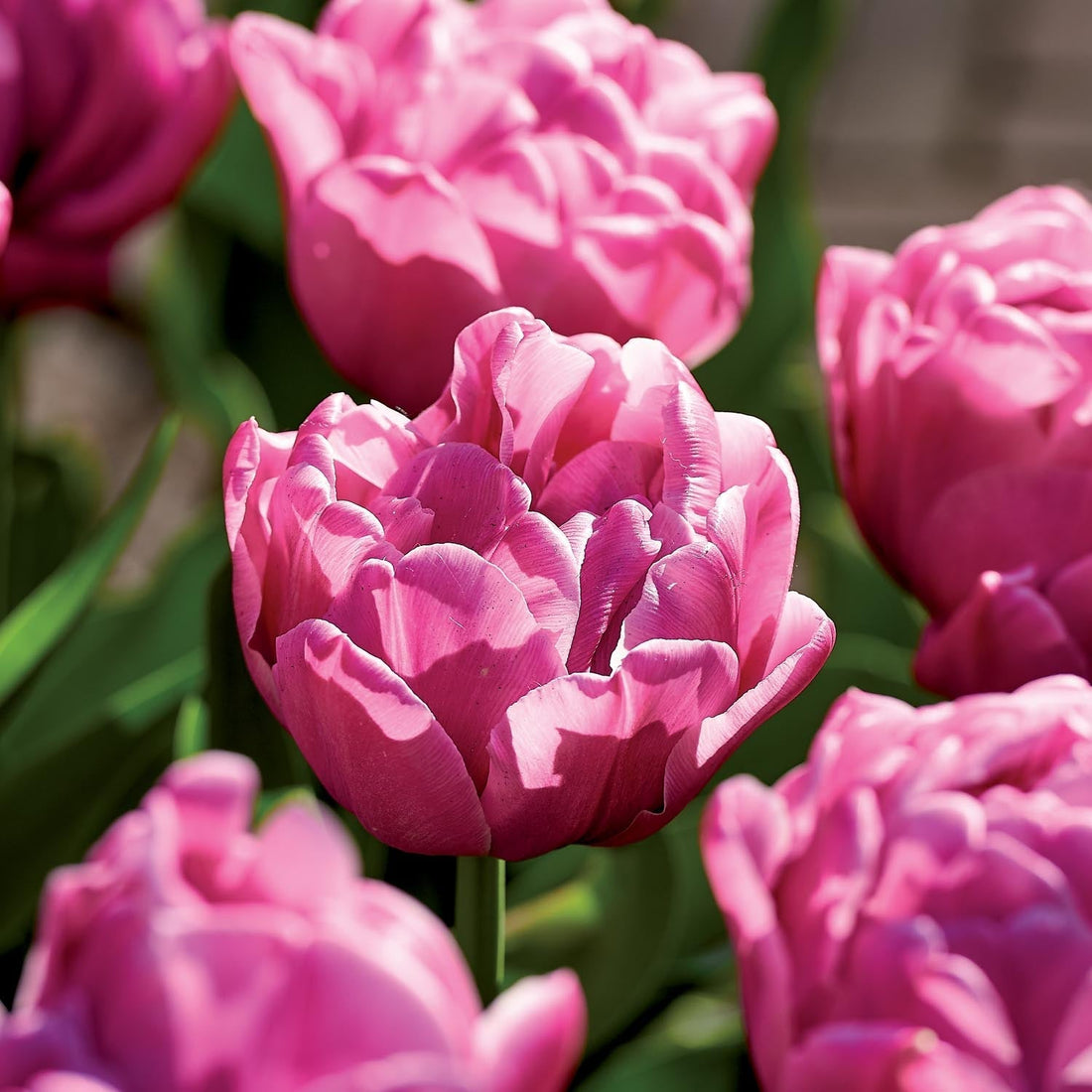 Tulpe 'Double You'