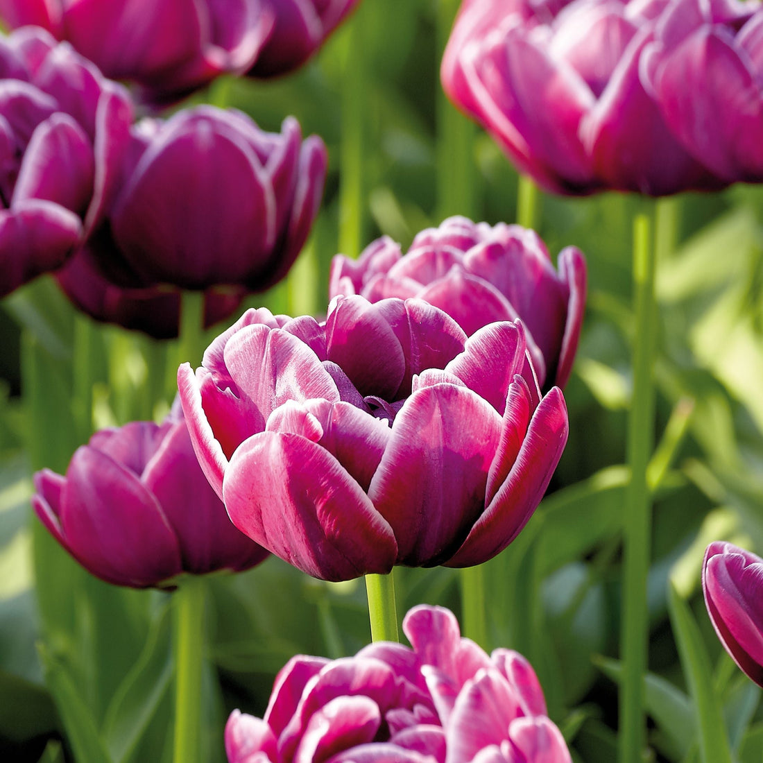 Tulpe 'Dream Touch'