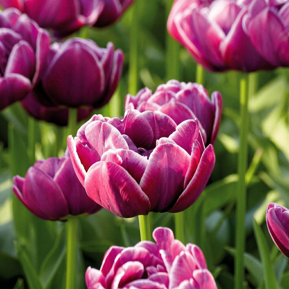 Tulpe 'Dream Touch'