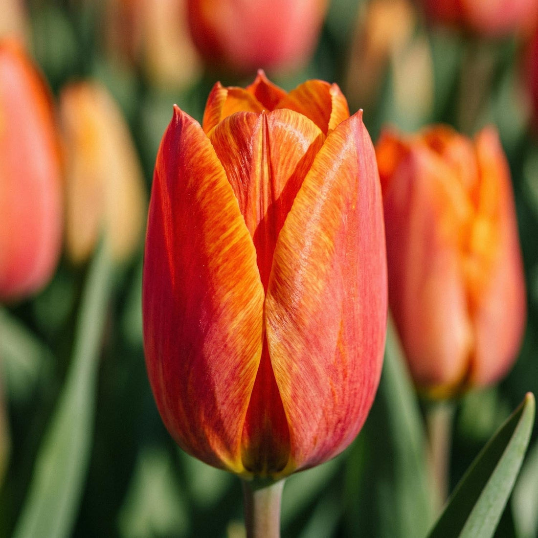 Tulpe 'El Nino'