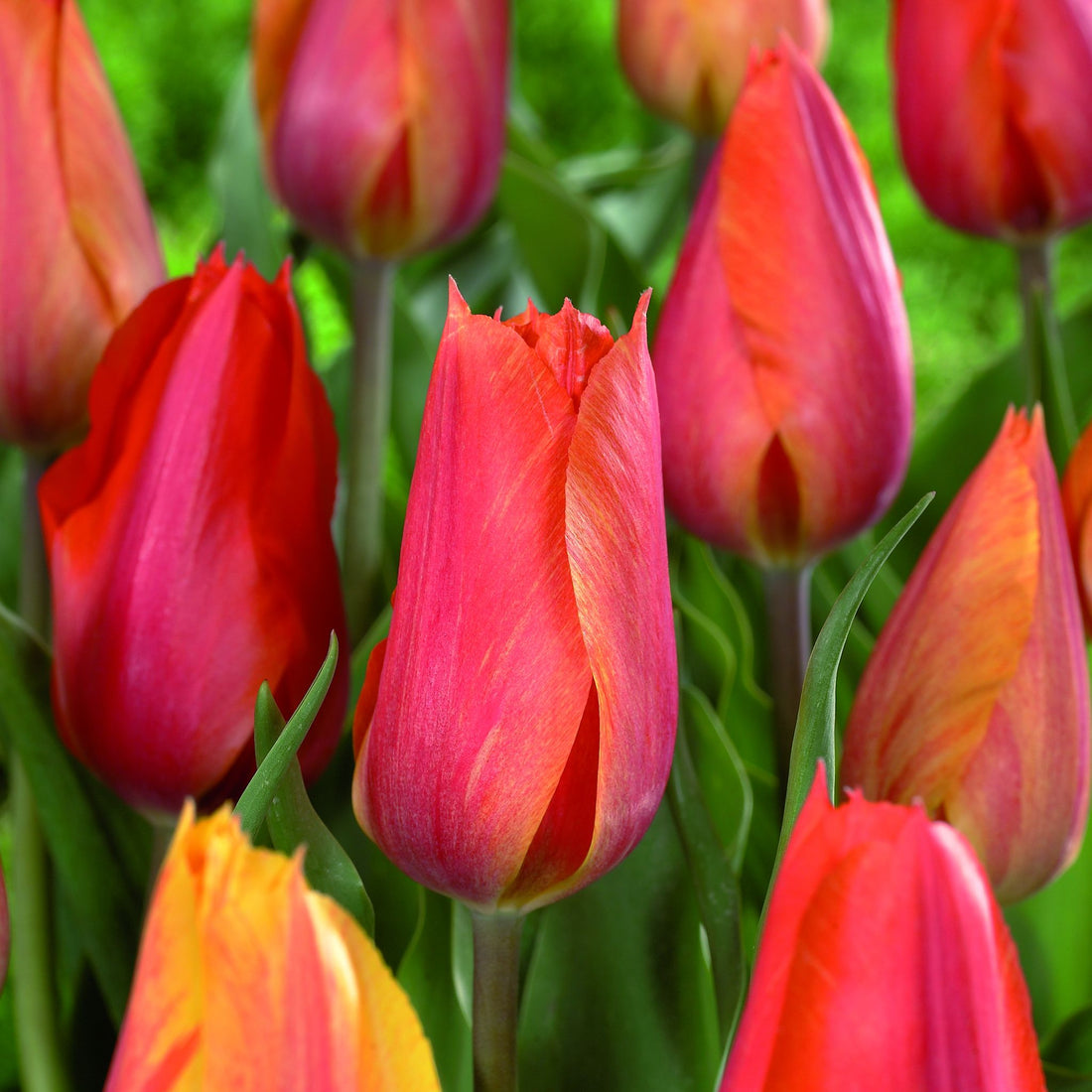 Tulpe 'El Nino'
