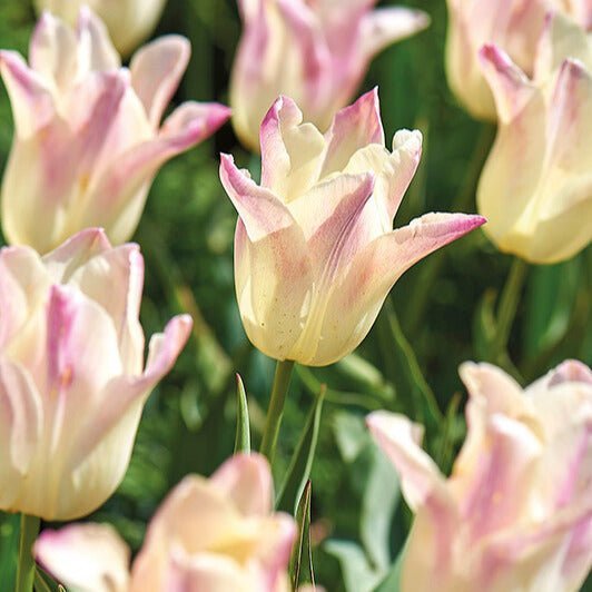 Tulpe 'Elegant Lady'