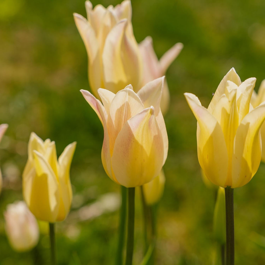 Tulpe 'Elegant Lady'