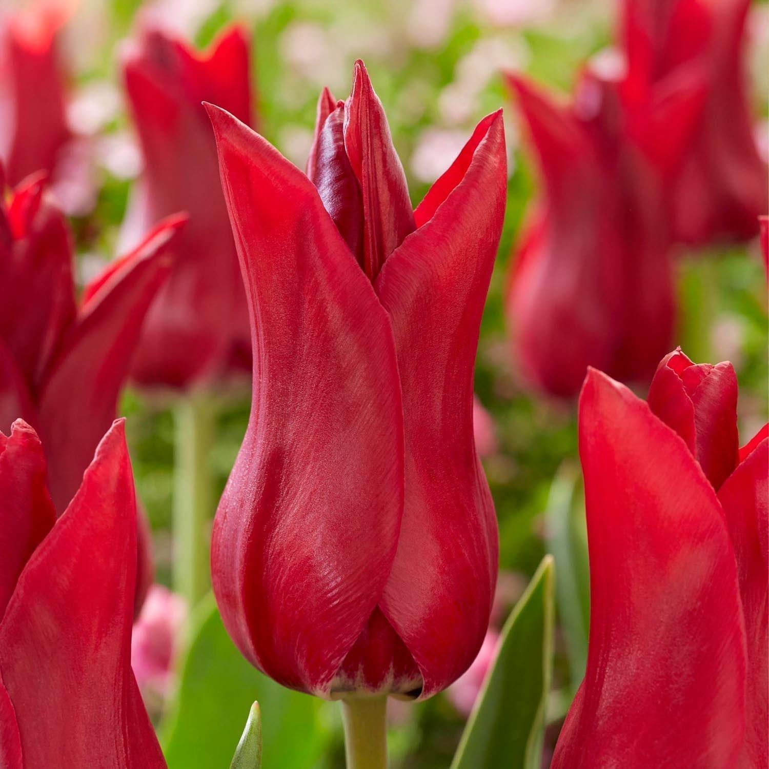 Tulpe 'Elegant Madame'