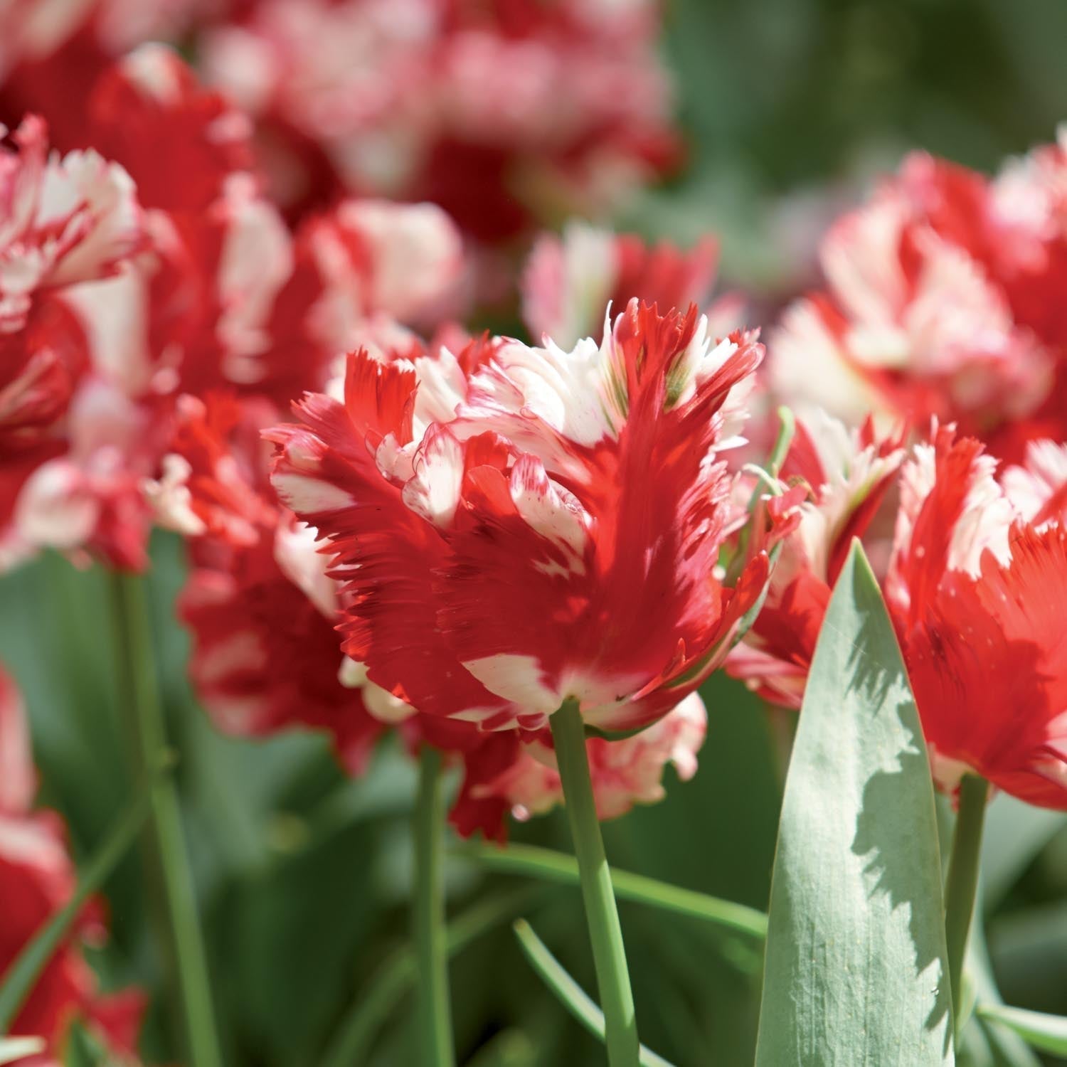 Tulpe 'Estella Rijnveld'