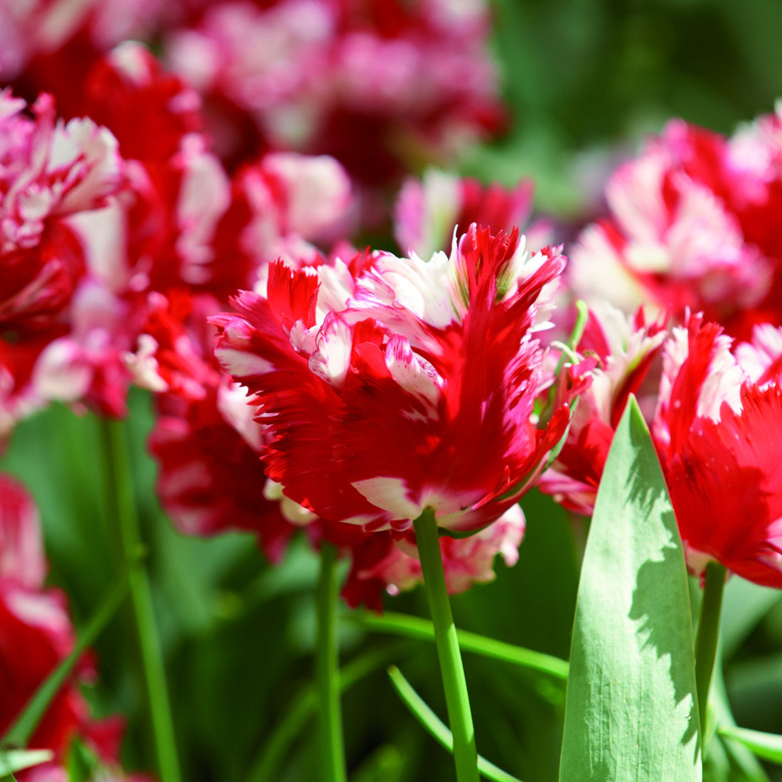 Tulpe 'Estella Rijnveld'