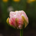 Tulpe 'Finola'