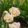 Tulpe 'Finola'
