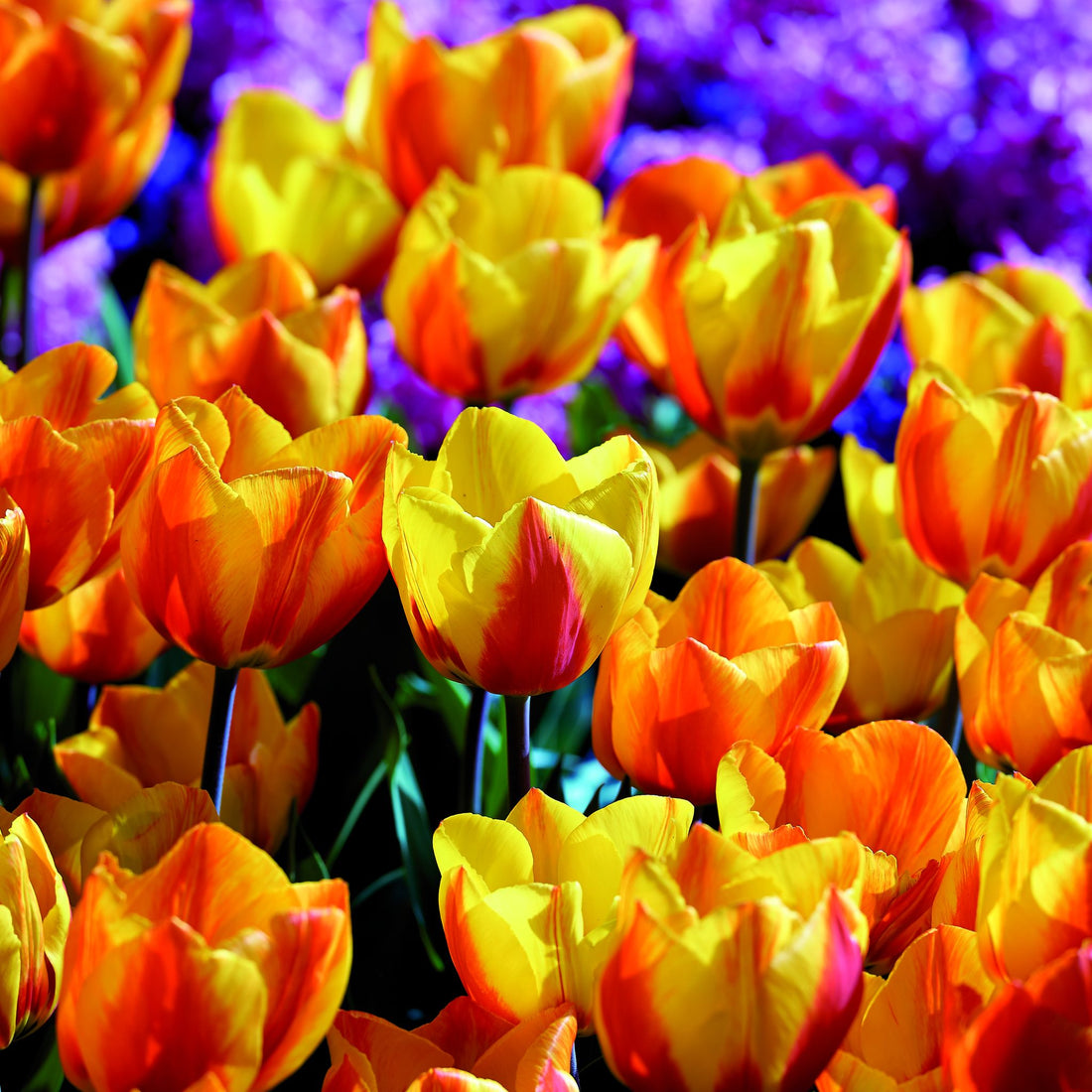 Tulpe 'Flair'