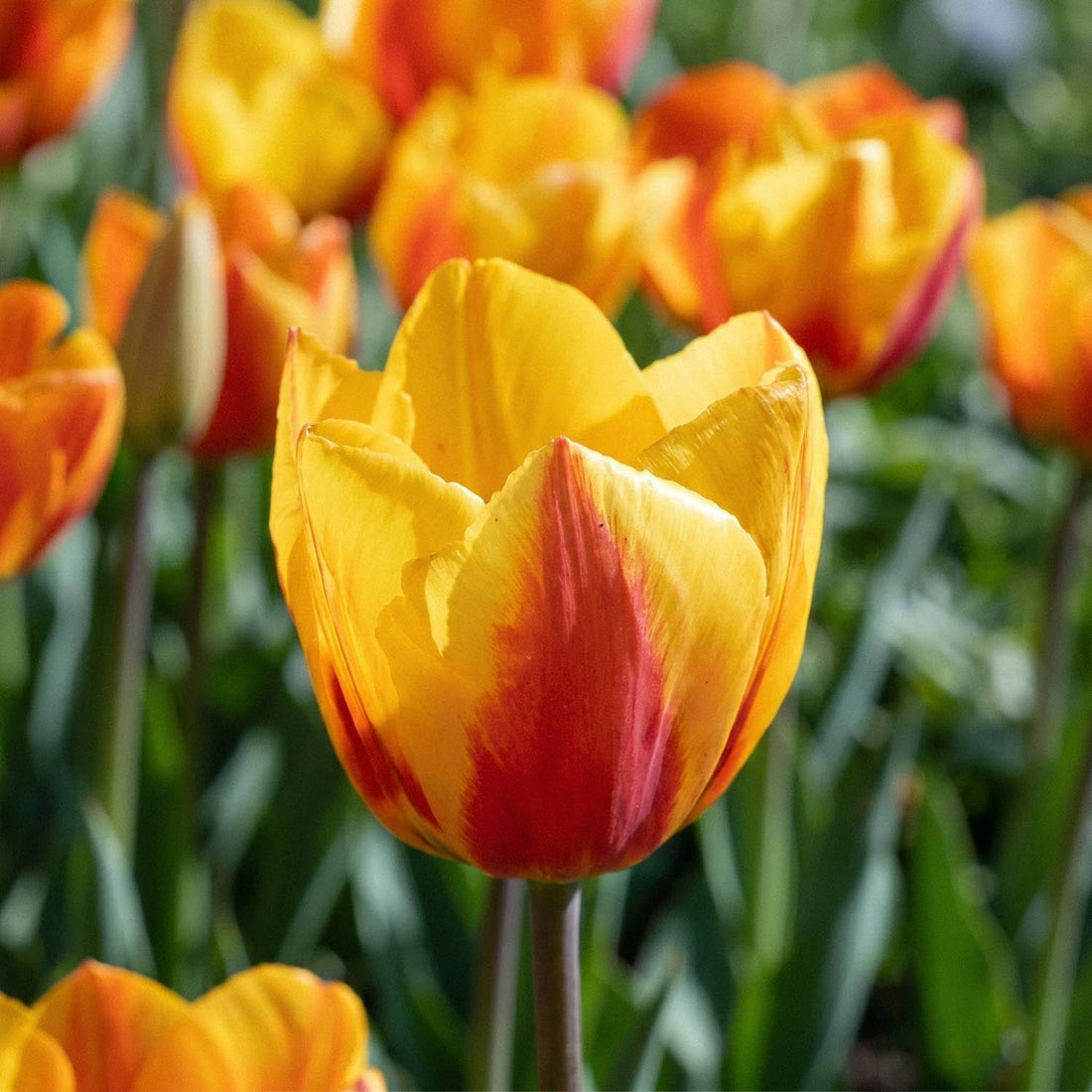 Tulpe 'Flair'