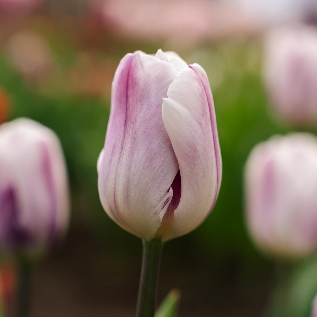 Tulpe 'Flaming Flag'