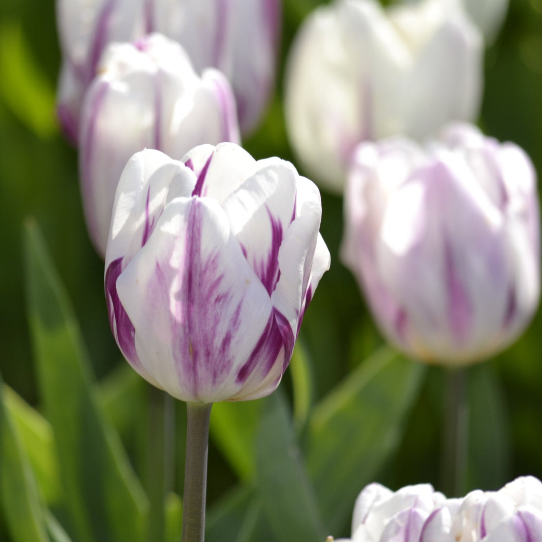 Tulpe 'Flaming Flag'