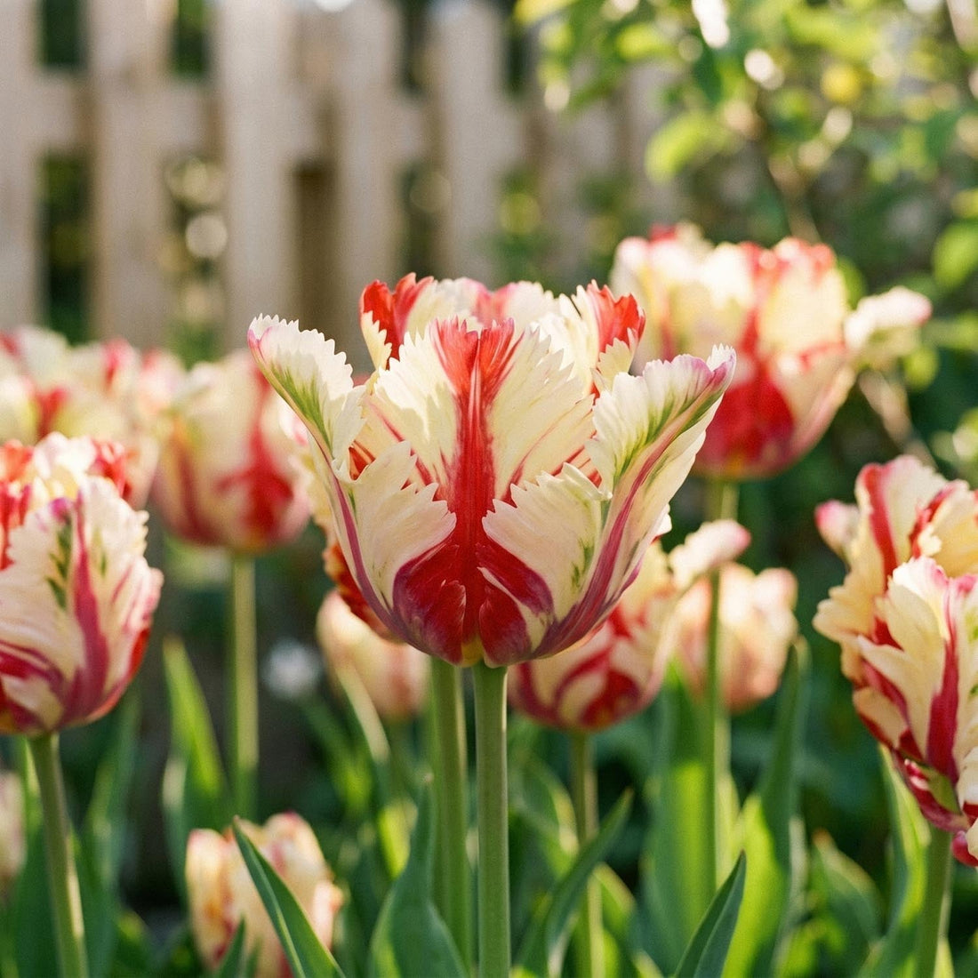 Tulpe 'Flaming Parrot'