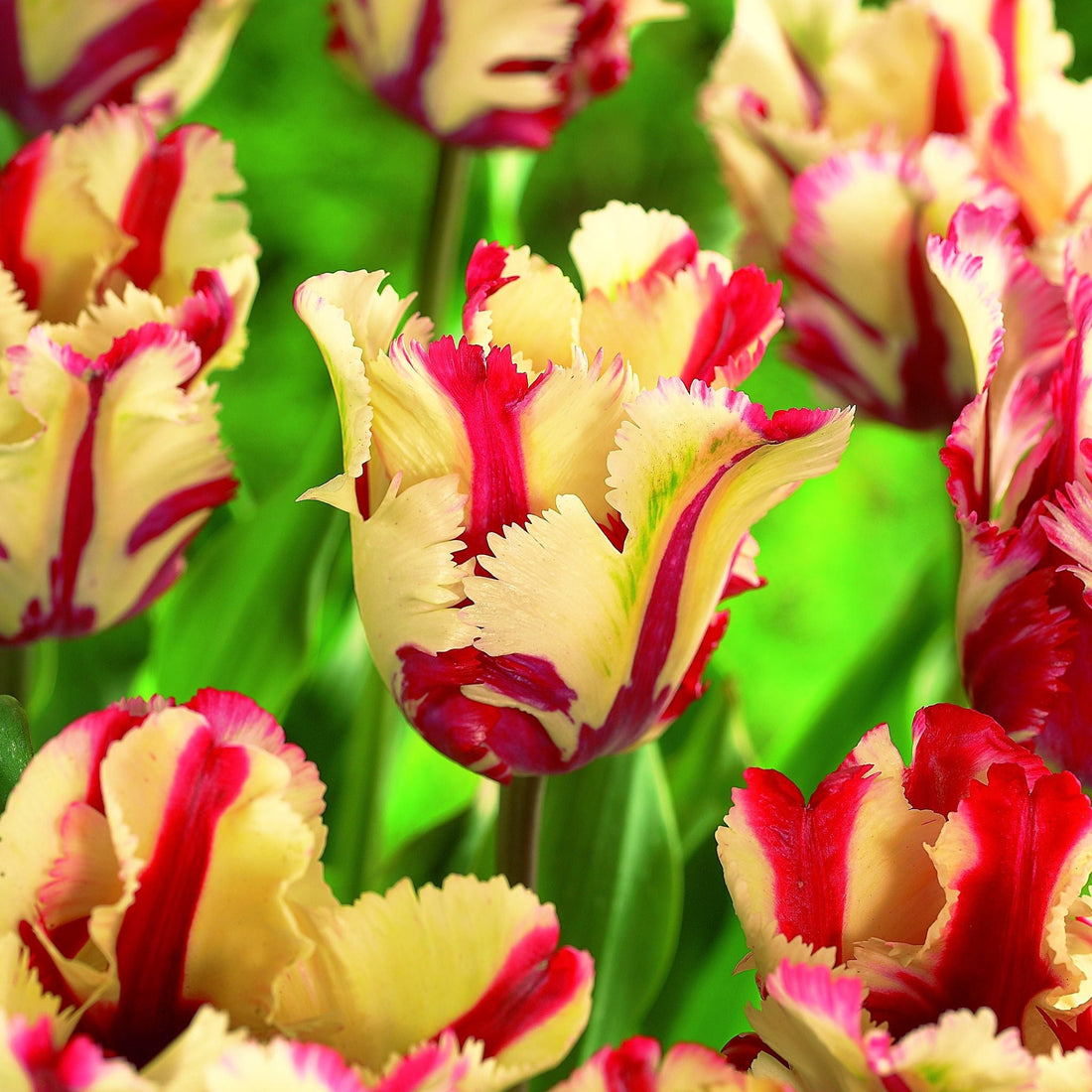 Tulpe 'Flaming Parrot'