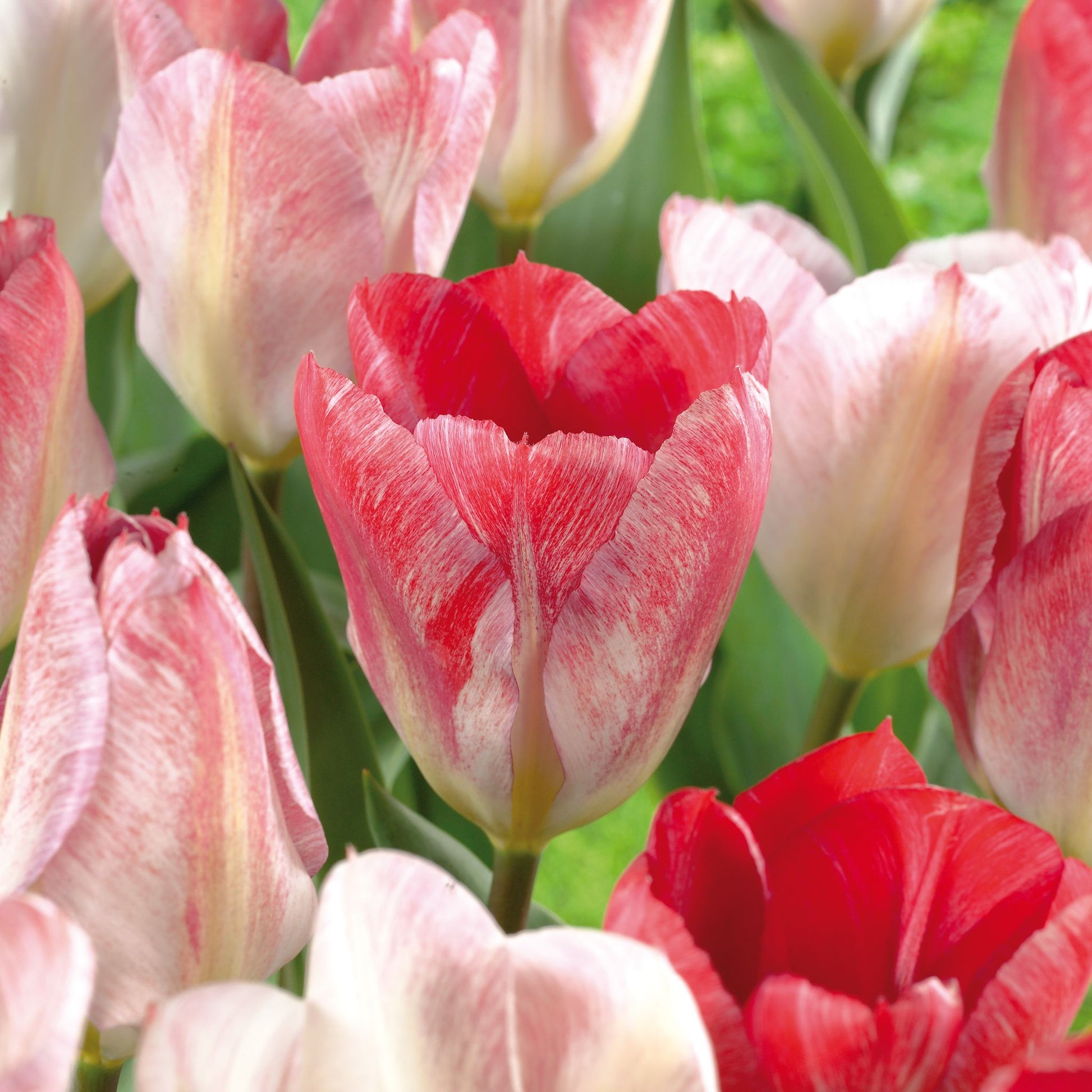 Tulpe 'Flaming Purissima'