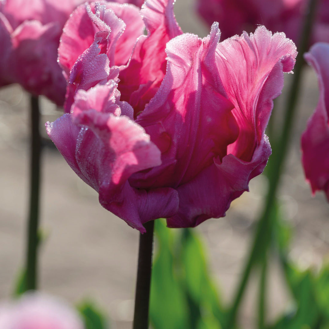 Tulpe 'Flamingo Queen'