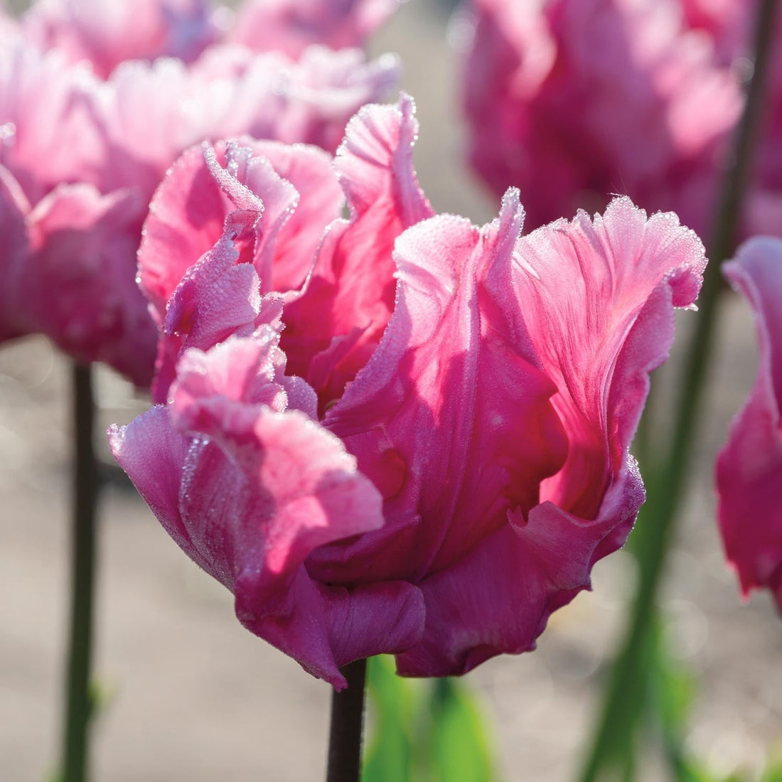 Tulpe 'Flamingo Queen'