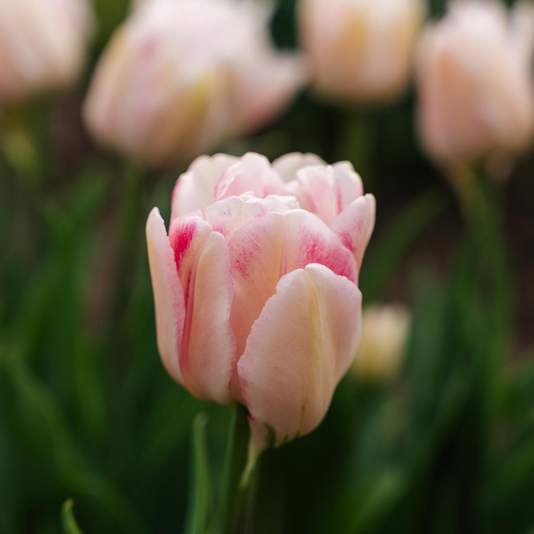 Tulpe 'Foxtrot'