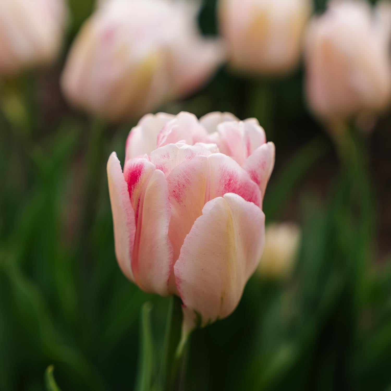 Tulpe 'Foxtrot'