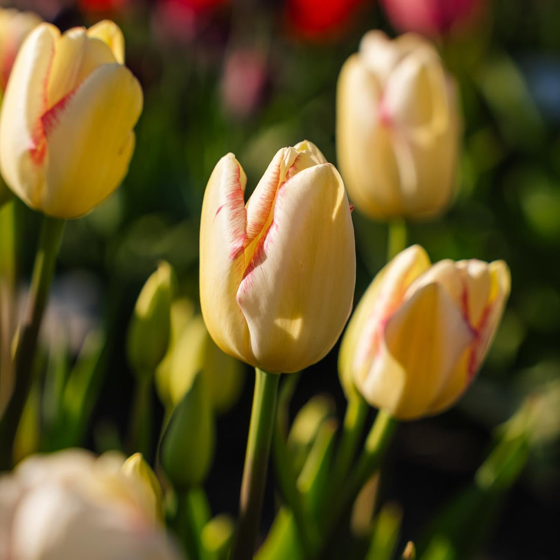 Tulpe 'Graceland'