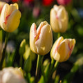 Tulpe 'Graceland'