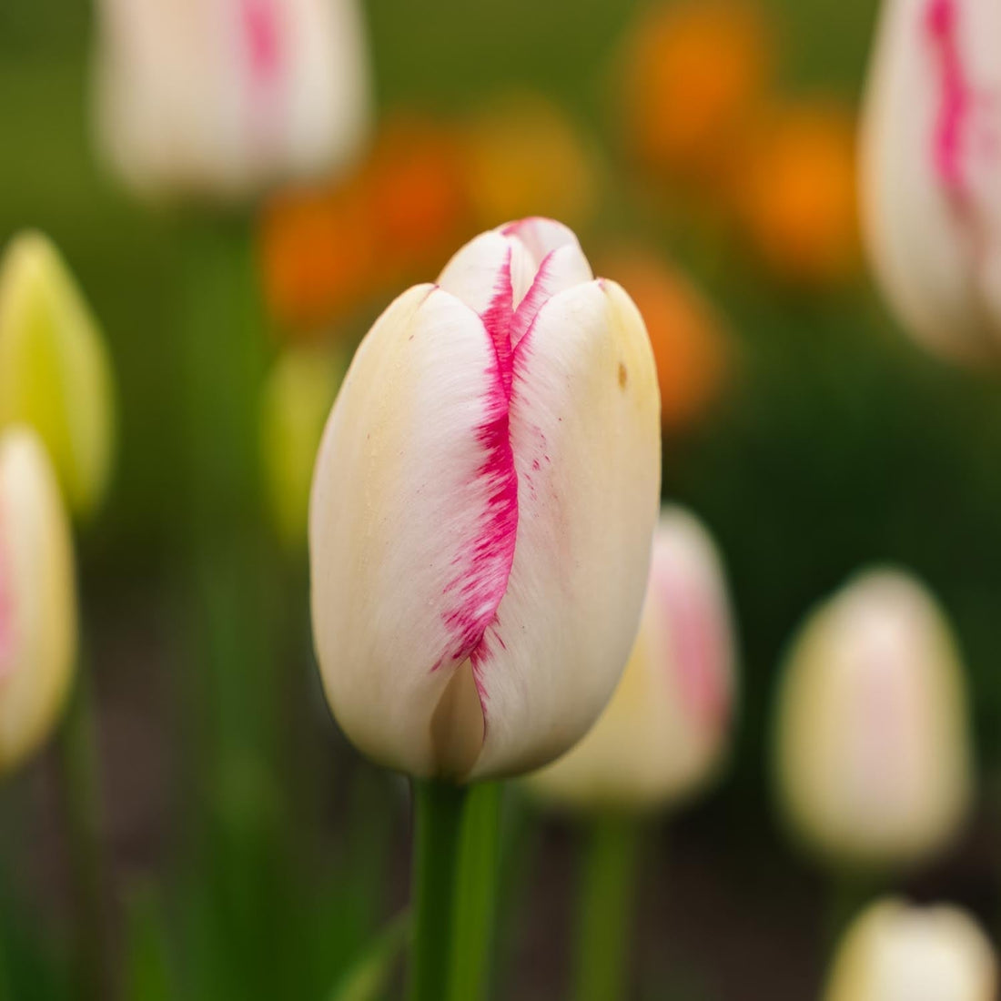 Tulpe 'Graceland'