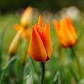 Tulpe 'Greetje Smit'