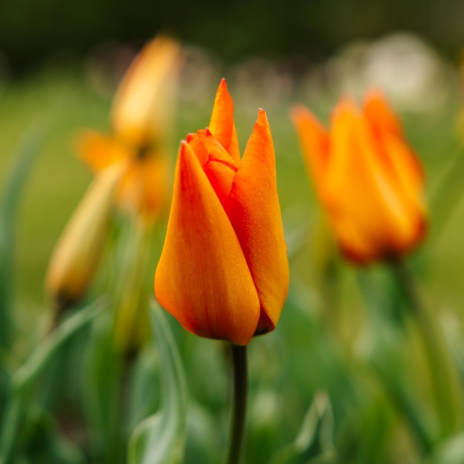 Tulpe 'Greetje Smit'