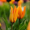 Tulpe 'Greetje Smit'