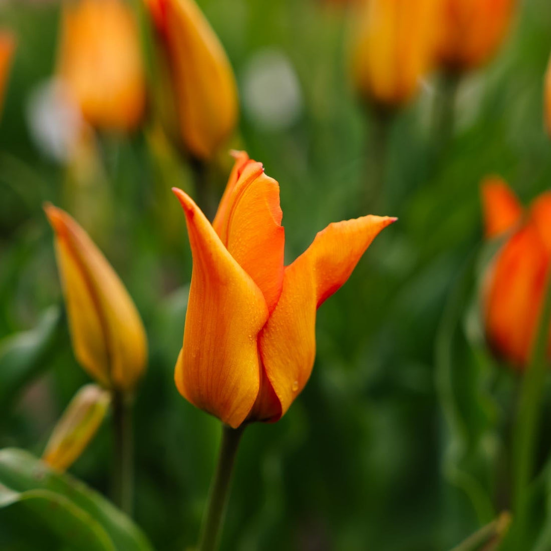 Tulpe 'Greetje Smit'